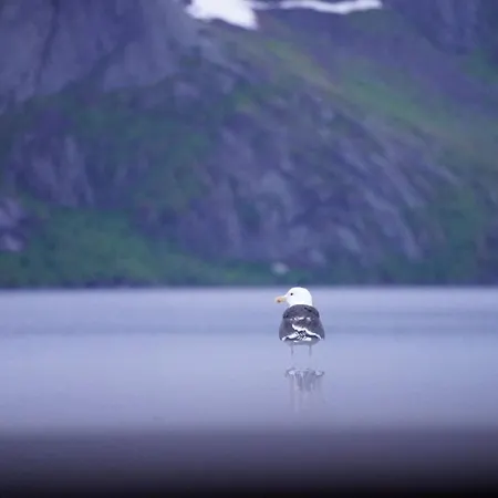 Lofoten Panoramic Luxury With Sauna Moskenes