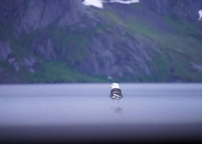 Lofoten Panoramic Luxury With Sauna 모스케네스